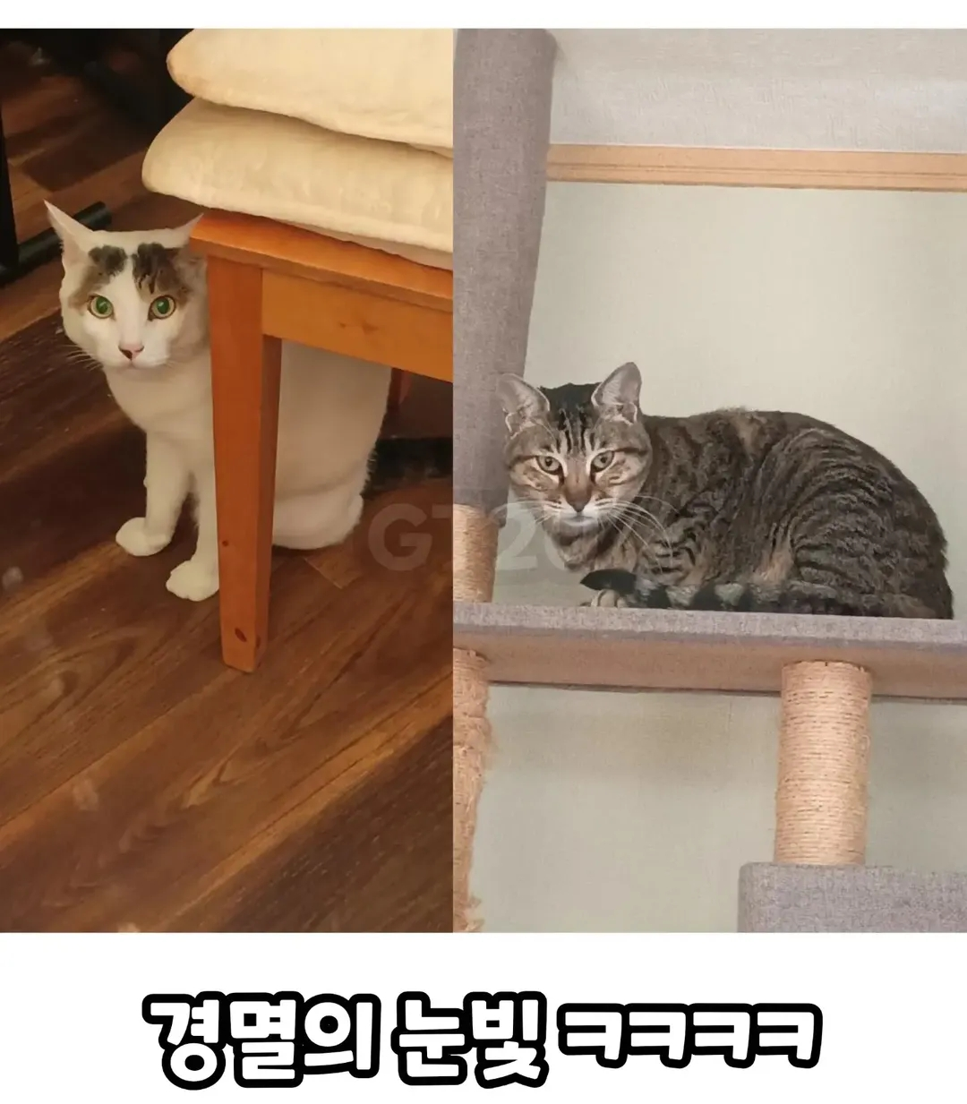 고양이들을 캐리어에 쑤셔넣은 일본인.jpg · 2번째 이미지