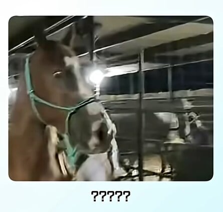 얼룩말 처음 본 말 반응 · 5번째 이미지