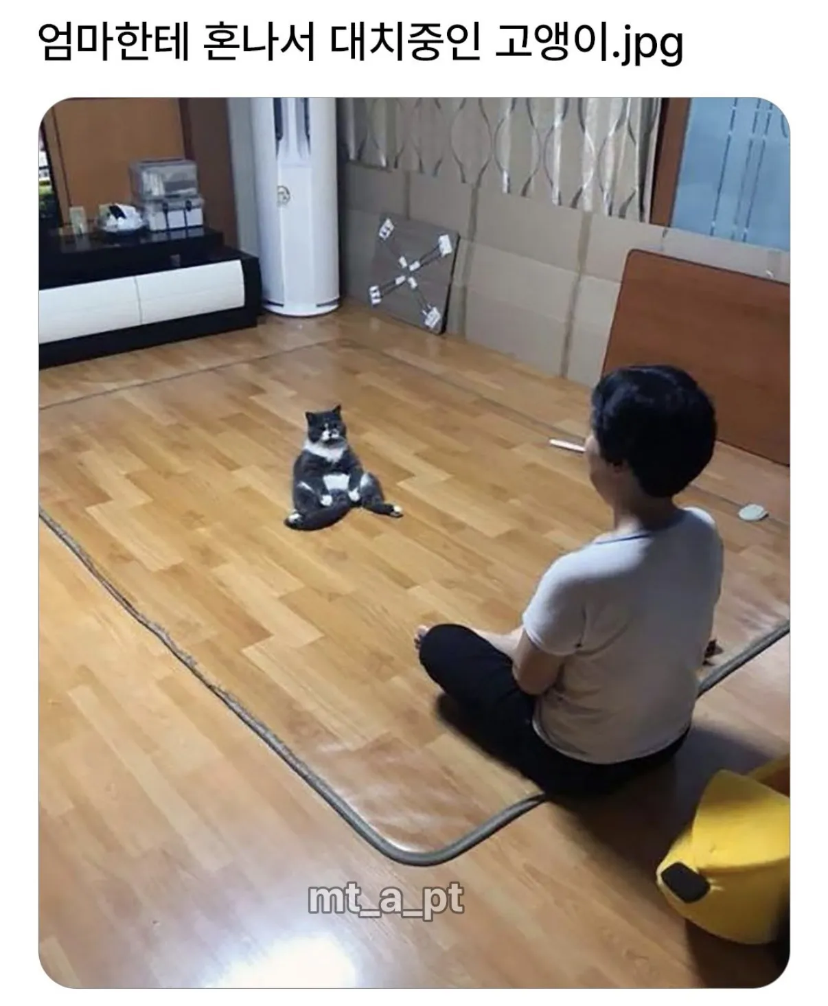 엄마한테 혼나서 대치중인 고양이.jpg