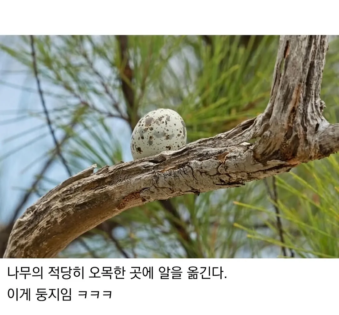 태어난 김에 대충 사는 새.jpg · 2번째 이미지