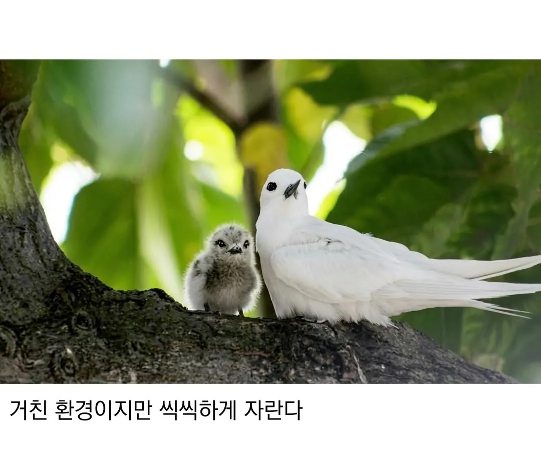 태어난 김에 대충 사는 새.jpg · 5번째 이미지