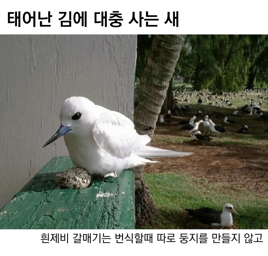 태어난 김에 대충 사는 새.jpg