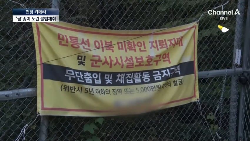 채널a) 송이버섯 1kg에 160만원...밤낮 추격전 · 27번째 이미지