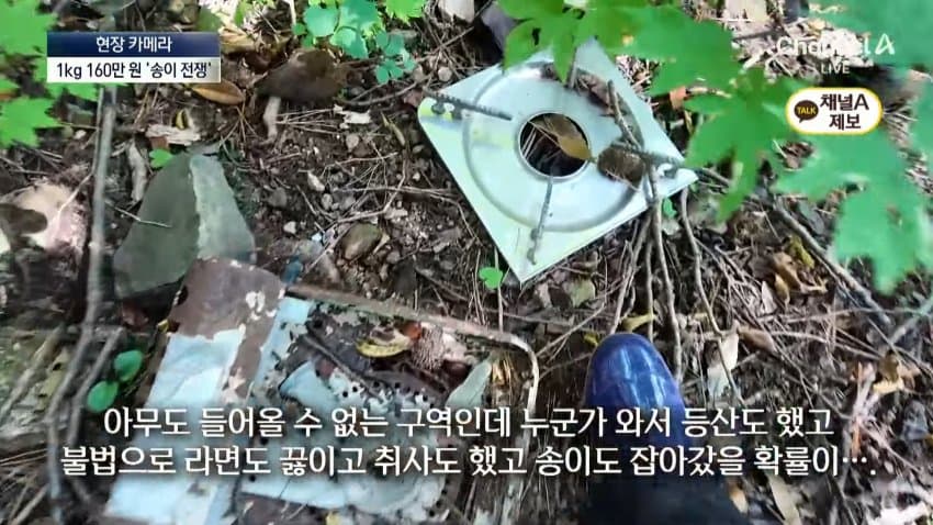 채널a) 송이버섯 1kg에 160만원...밤낮 추격전 · 36번째 이미지