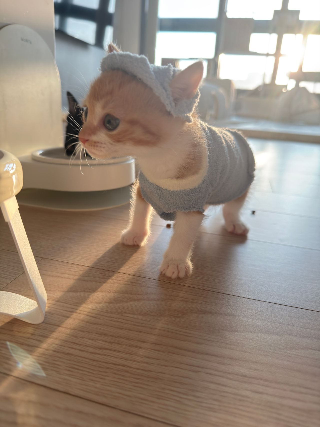 다이소 산 옷을 입는 고양이 · 9번째 이미지