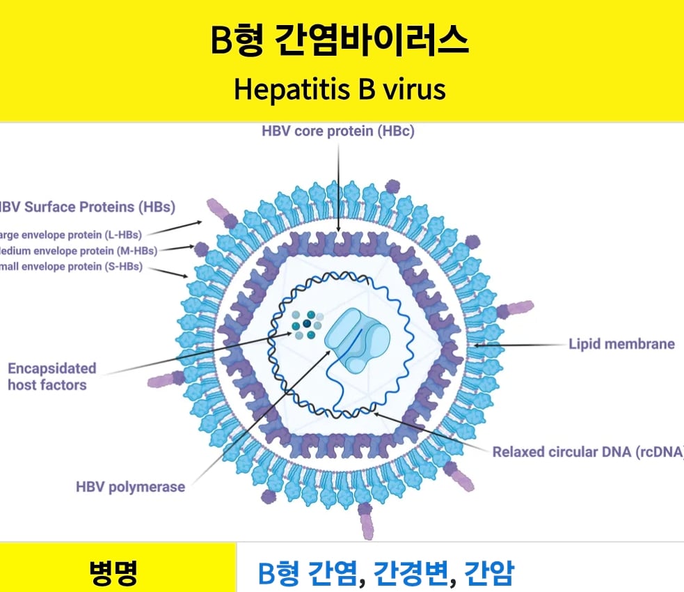암을 만들어낼수있는 외부요인 바이러스 4가지 · 3번째 이미지