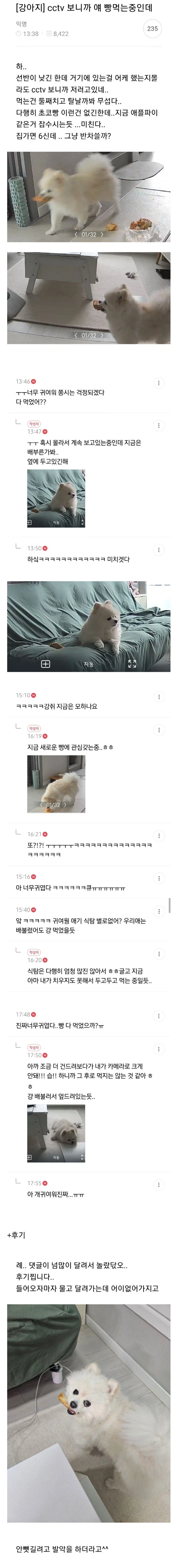 주인 몰래 빵 훔쳐먹는 댕댕이