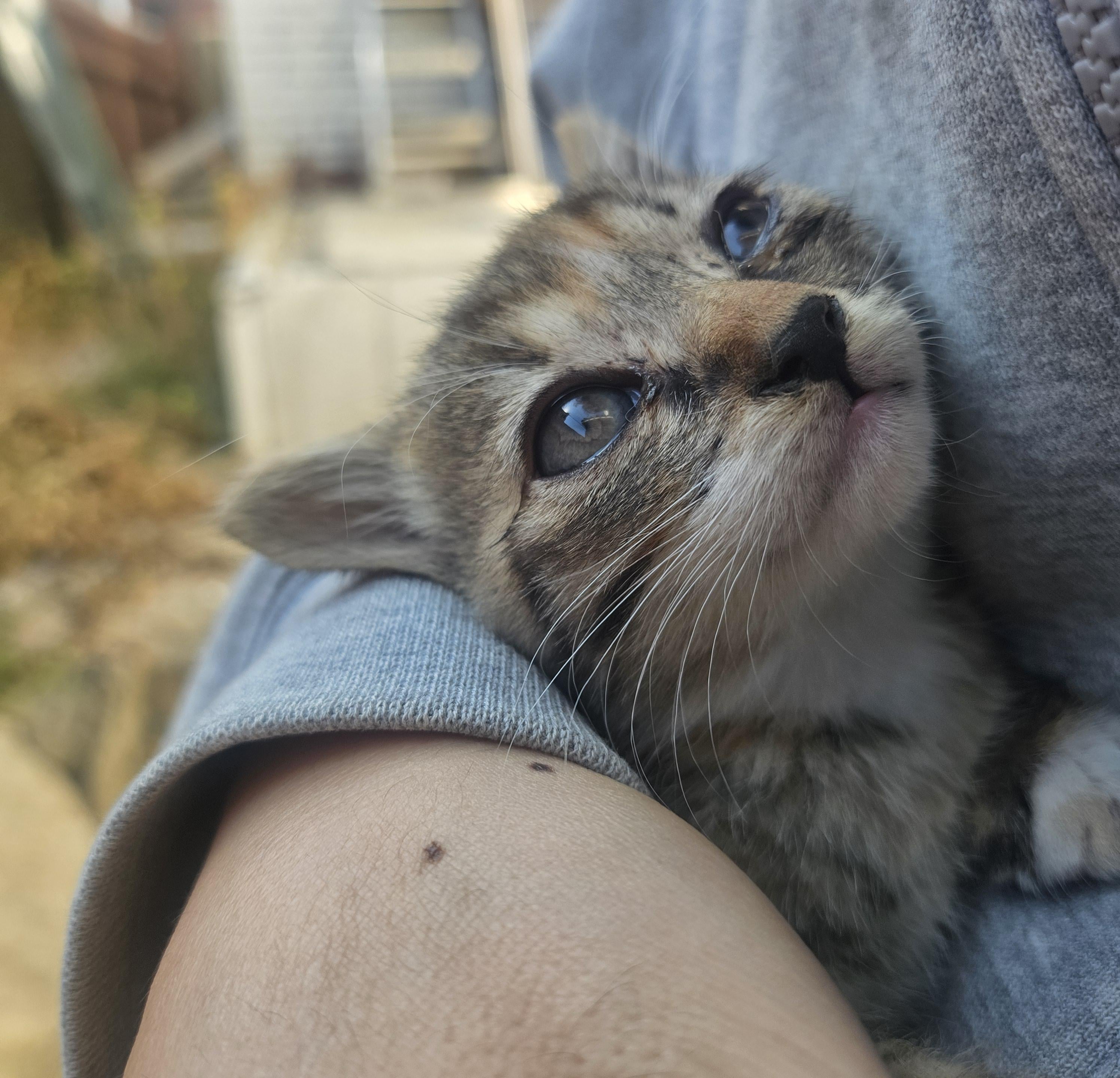 집에서 새끼 고양이 주웠다. · 1번째 이미지