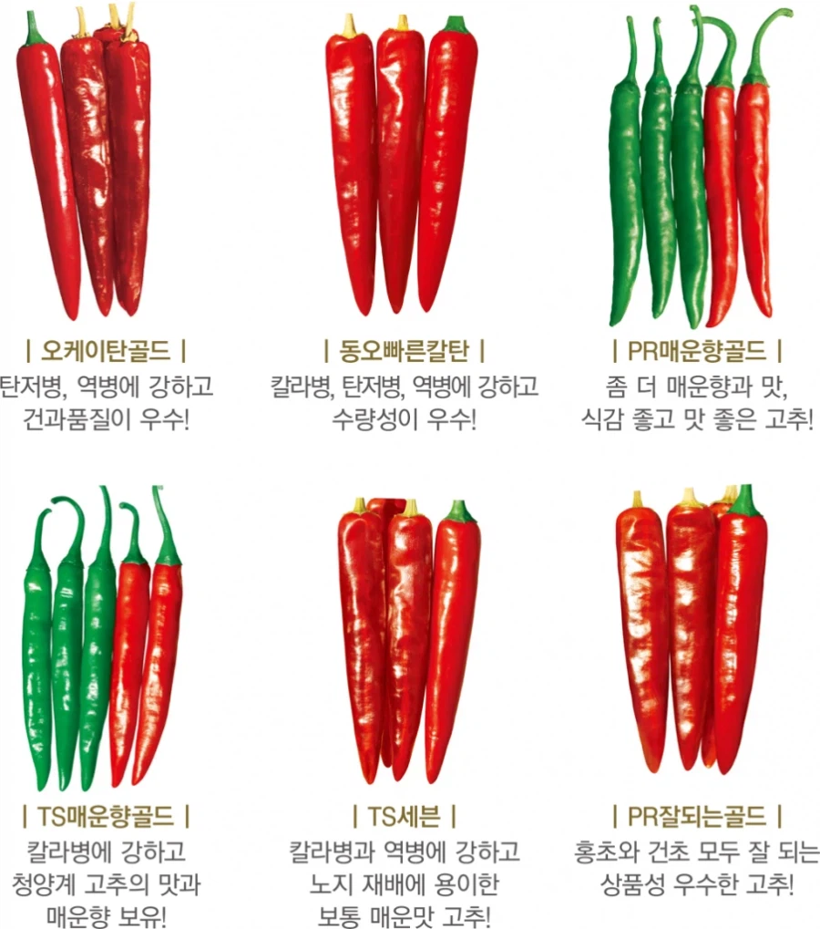 기합찬 국산 고추 🌶️품종들 이름 · 5번째 이미지