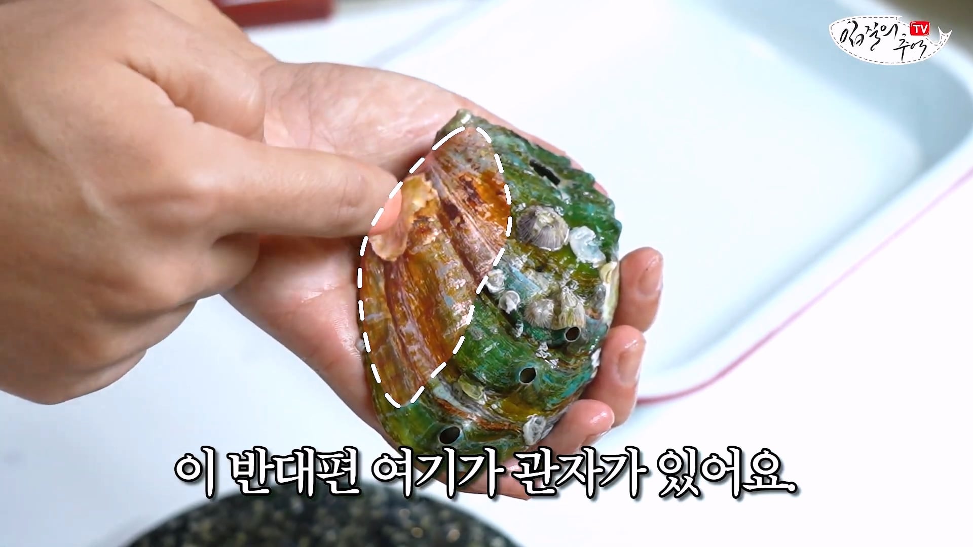 암컷 아저씨가 알려주는 손 쉬운 전복 손질 방법 · 34번째 이미지