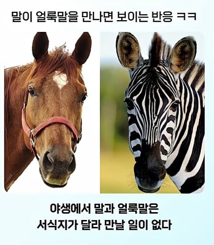 얼룩말 처음 본 말 반응 · 1번째 이미지