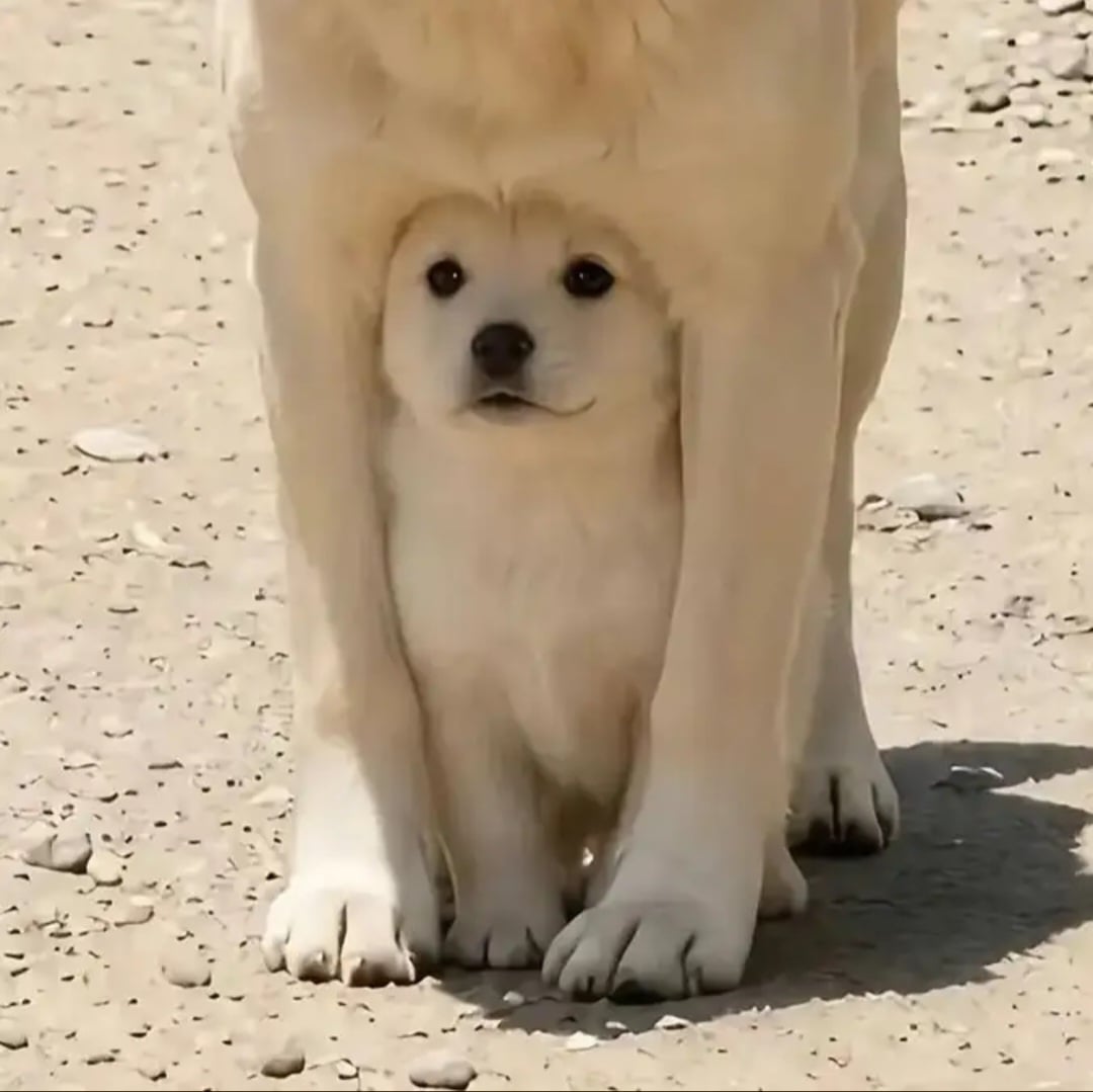 귀여움 두배