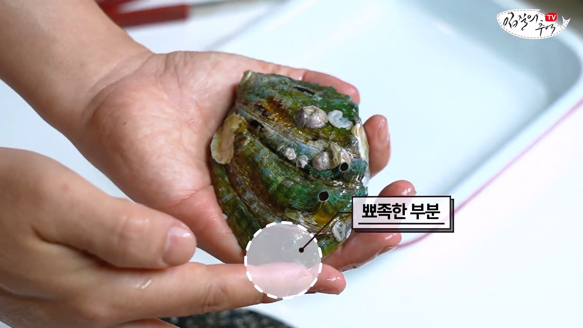 암컷 아저씨가 알려주는 손 쉬운 전복 손질 방법 · 29번째 이미지