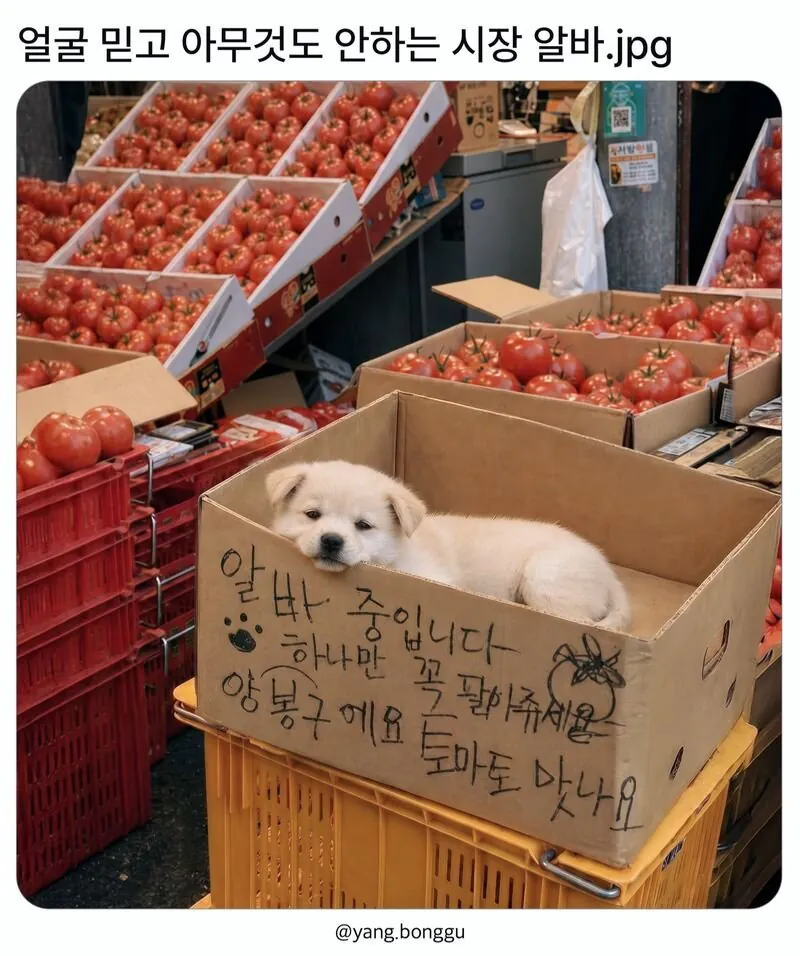 얼굴 믿고 아무것도 안하는 시장 알바.jpg · 1번째 이미지