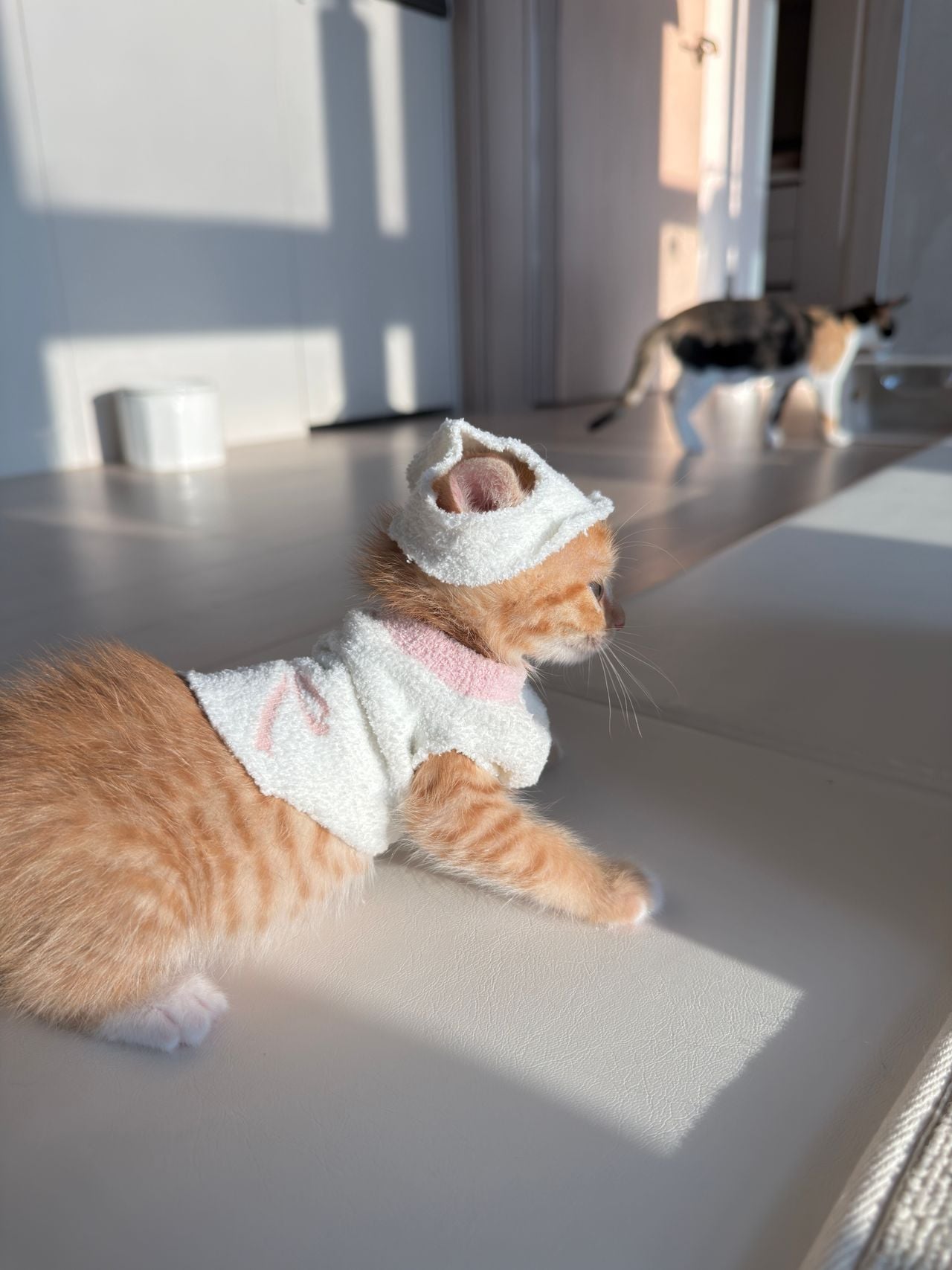 다이소 산 옷을 입는 고양이 · 5번째 이미지