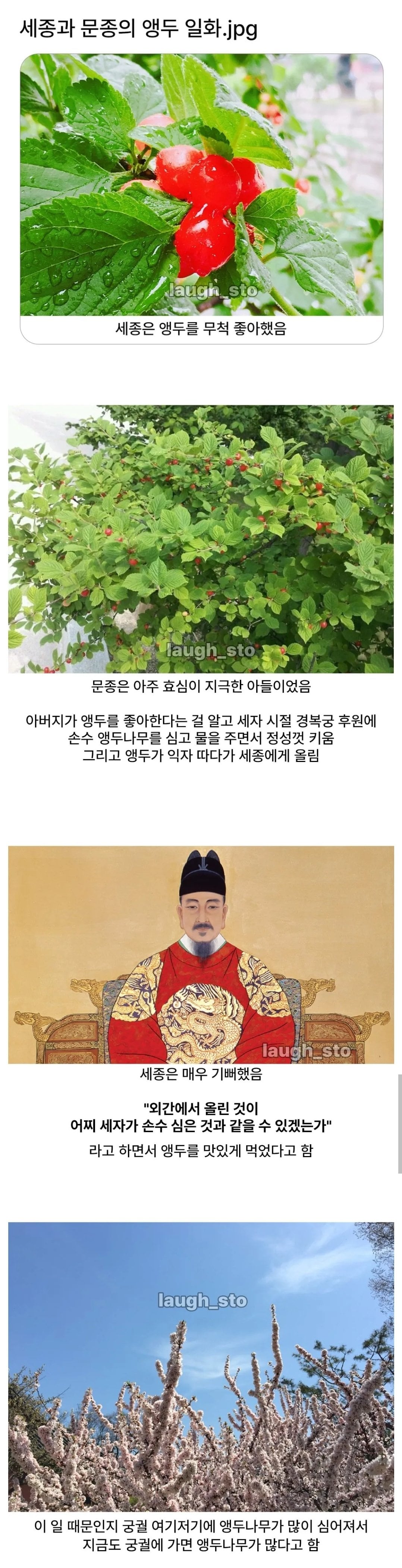 경복궁에 앵두나무가 많은 이유. · 1번째 이미지