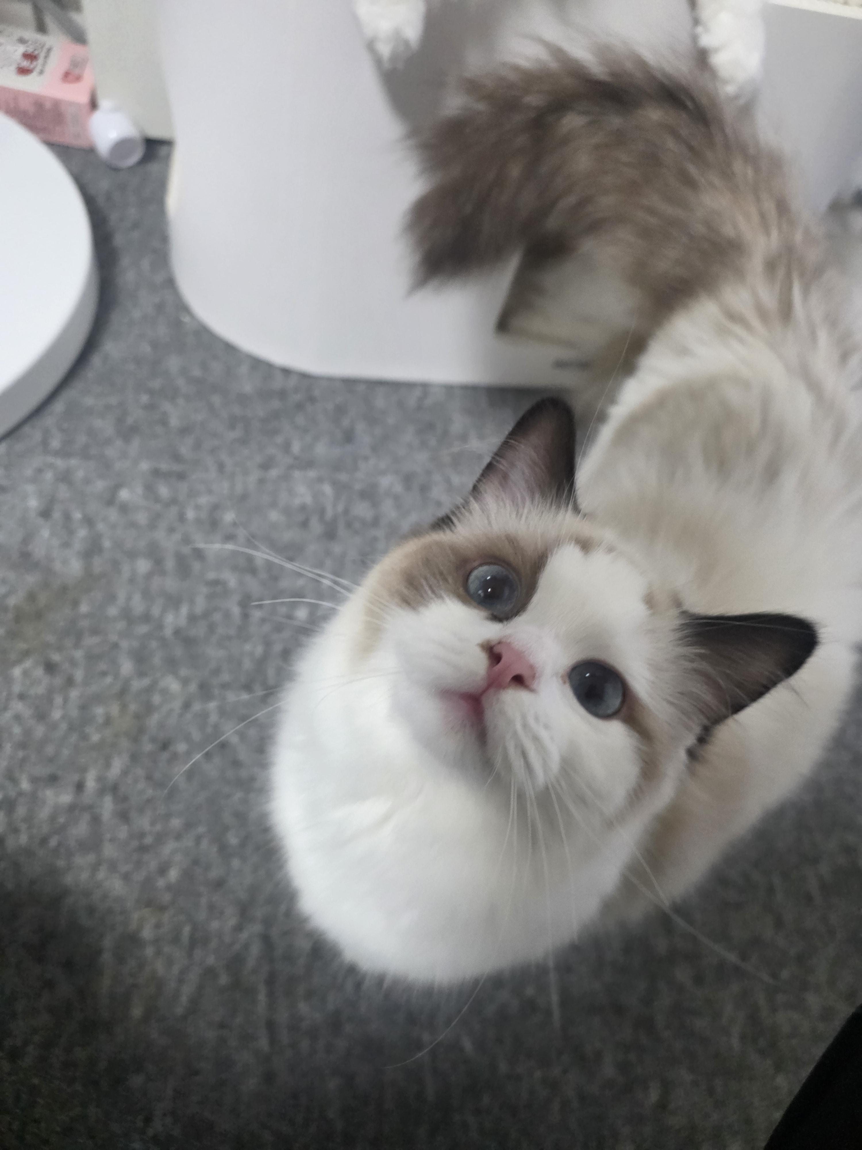 냥붕이 고앵이 사진 가져왔다 · 17번째 이미지