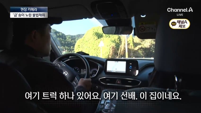 채널a) 송이버섯 1kg에 160만원...밤낮 추격전 · 21번째 이미지