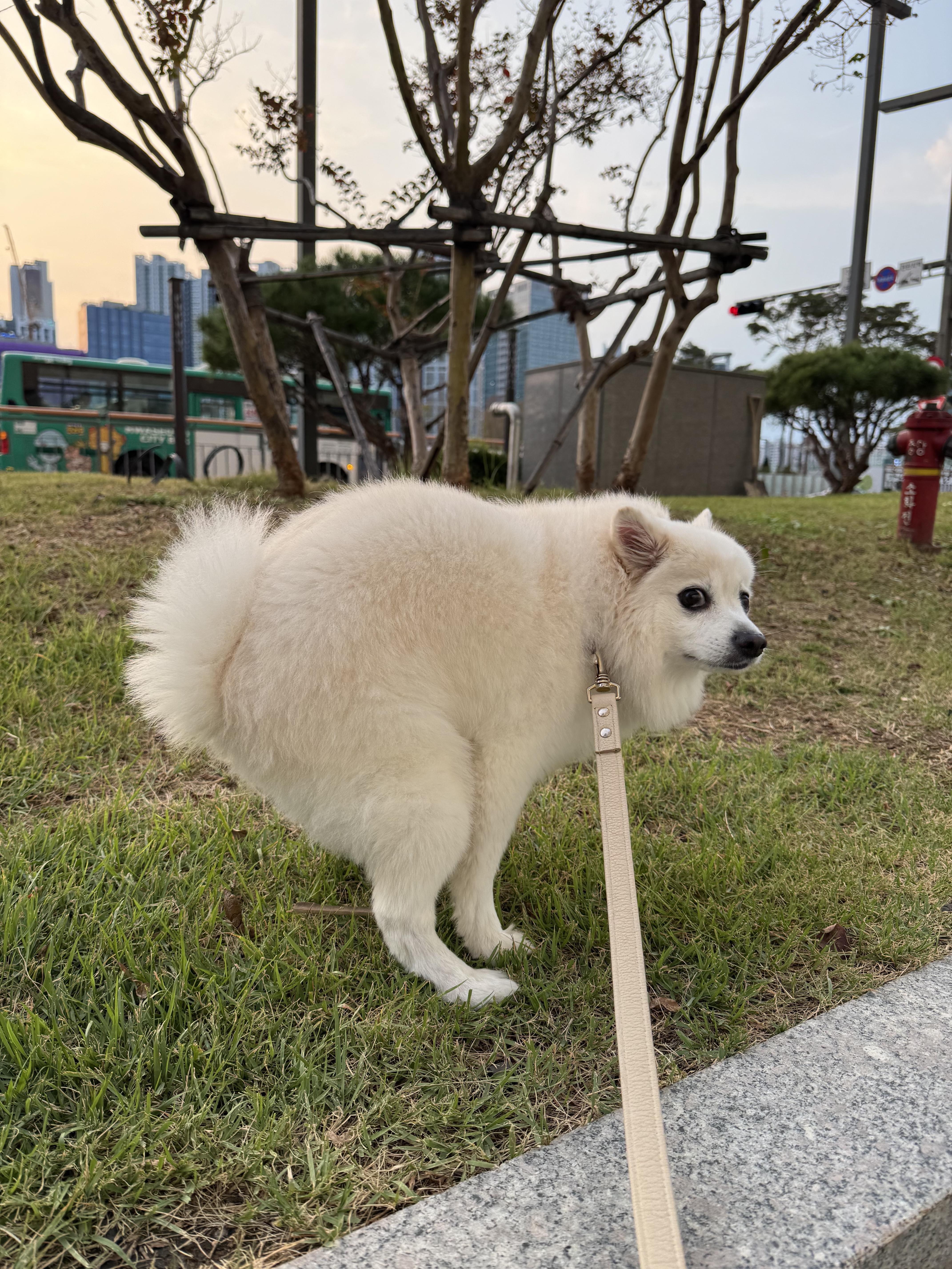 혹시 개붕이들이 좋아하는걸 합치면 에 갈까? · 8번째 이미지